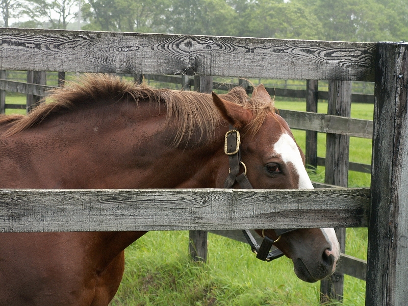 さようなら弾丸シュートの末脚 サッカーボーイ逝く 愛しのサラブレッド写真館