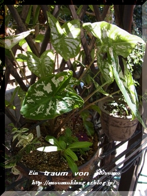 e0185787_15301221.jpg
