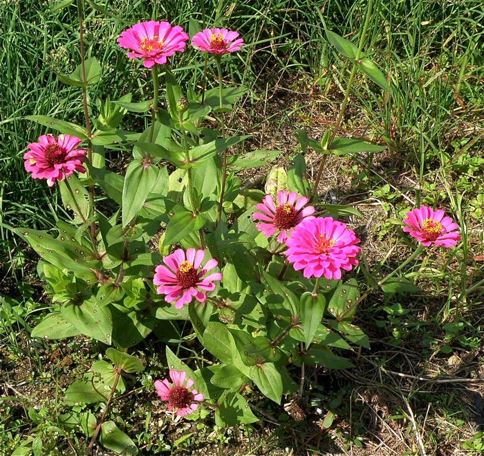 筒状花がおもしろい ヒャクニチソウ 楽餓鬼