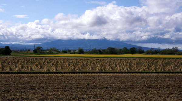 はざ掛け・棒掛け・菊の花。平川市の田んぼの様子など_a0136293_17195414.jpg