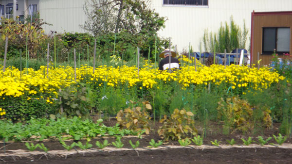 はざ掛け・棒掛け・菊の花。平川市の田んぼの様子など_a0136293_17234854.jpg