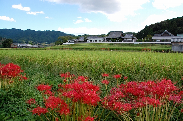 芙蓉咲く秋の橘寺_a0169902_7532568.jpg