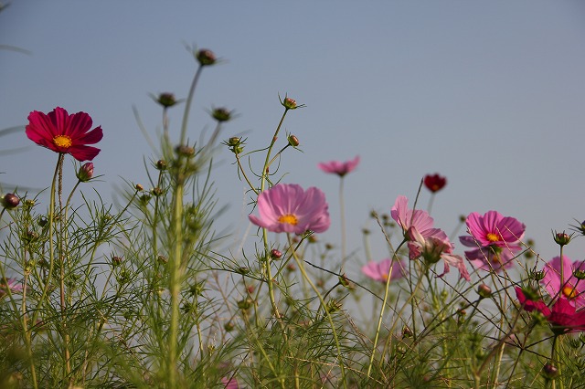 a0123003_221895.jpg