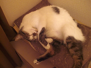 d0131207_8581069.jpg