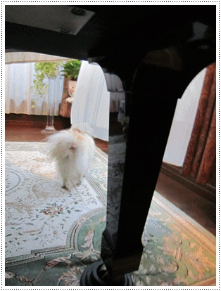b0167519_2174191.gif