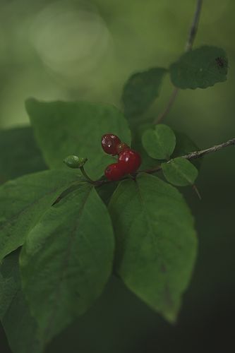 雷鳴・そして雨の三つ峠　　　　　花いろいろ３・最終回_a0040021_13205587.jpg