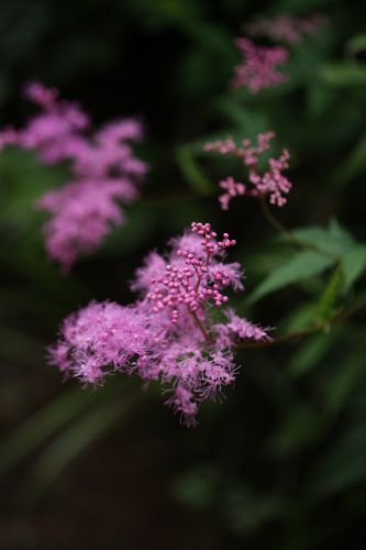 雷鳴・そして雨の三つ峠　　　　　花いろいろ３・最終回_a0040021_13222551.jpg