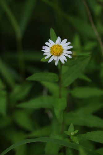 雷鳴・そして雨の三つ峠　　　　花いろいろ１　　　　　_a0040021_913475.jpg