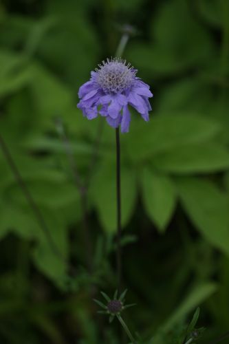 雷鳴・そして雨の三つ峠　　　　花いろいろ１　　　　　_a0040021_925924.jpg