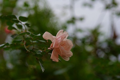 f0170524_15584562.jpg