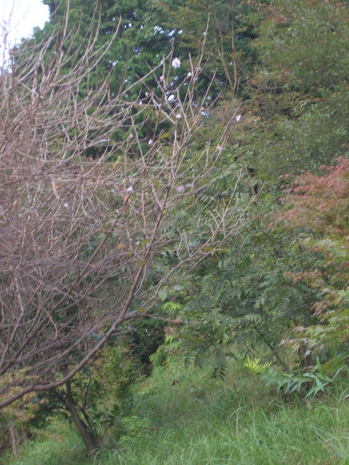 a0214927_23595948.jpg