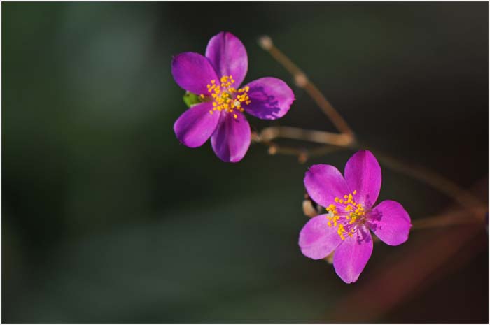 庭の花・ペット_d0029829_2344073.jpg