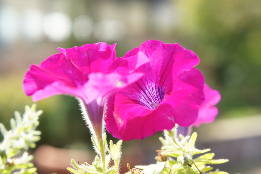 イングリッシュガーデンの花たち_b0008241_942389.jpg