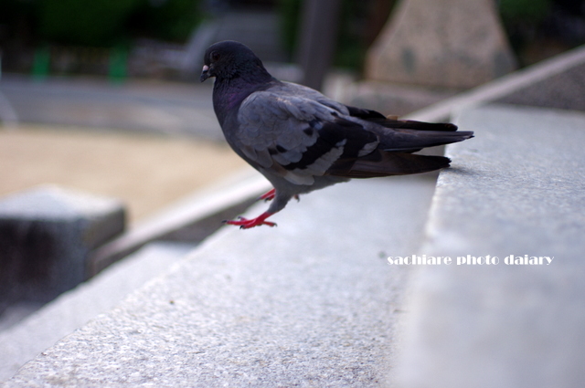 鳩が階段下りるとき_f0194243_841343.jpg