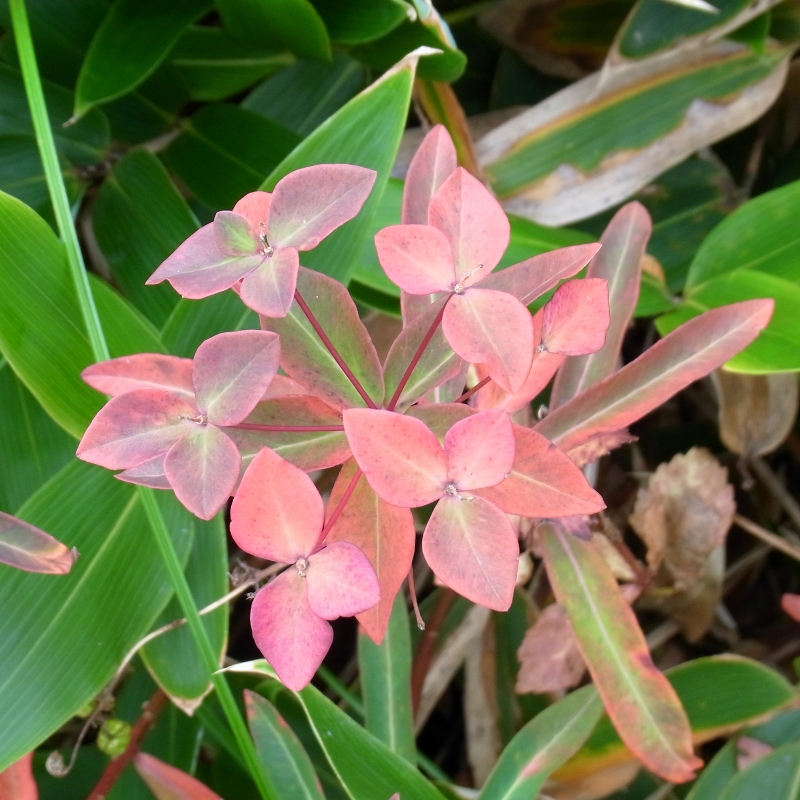 b0147449_17231795.jpg