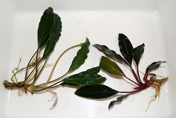 Bucephalandra cf. Motleyana カミハタ便 Yahoo!オークション - Bucephalandra cf.Motleyana Serian2010