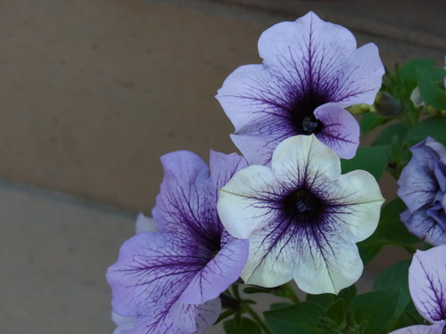 b0194267_21384316.jpg