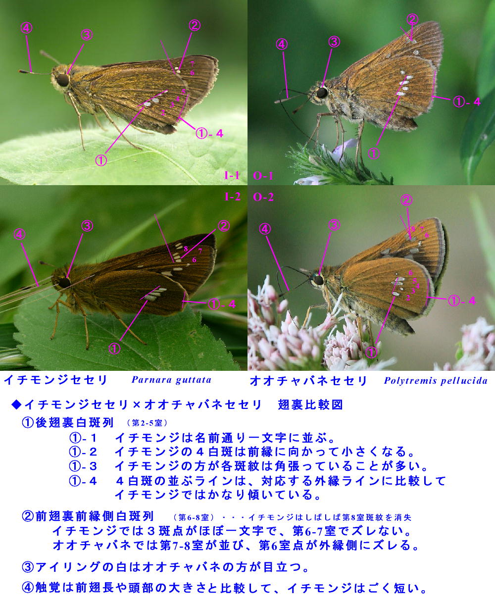 セセリチョウ「9種」 (ミヤマセセリ(セセリチョウ科)) セセリチョウ「9種」 (ミヤマセセリ(セセリチョウ科))