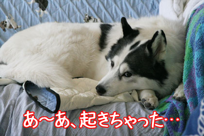 c0161772_1134865.jpg