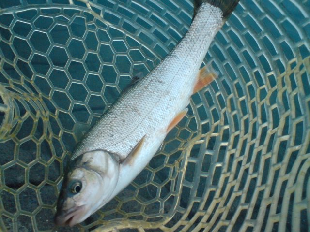毎日毎日_a0040876_0111555.jpg