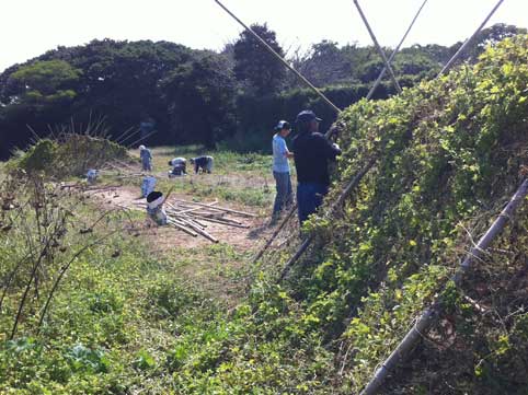 台風１５号にてゴーヤドーム崩壊　その撤去　長い間楽しませていただきありがとう！　_b0120982_20101385.jpg