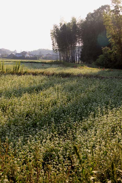 c0177785_13202020.jpg