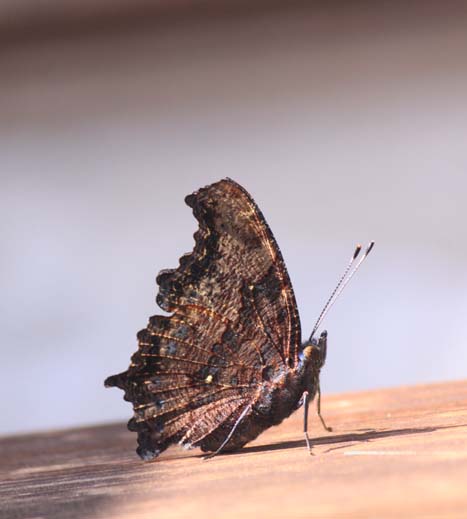 c0177785_13431060.jpg