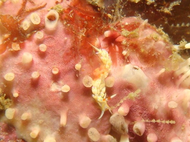 f0151886_1732275.jpg
