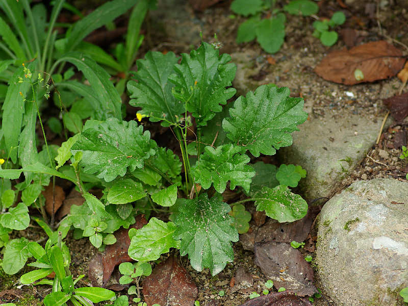 植物の1種（舞鶴公園 2011/10/02撮影）_f0204094_22472519.jpg