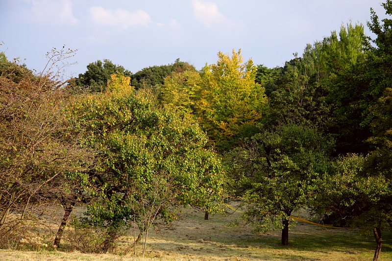 荒川に寄り添って　- 2011年秋・秩父 -_b0190710_2310396.jpg