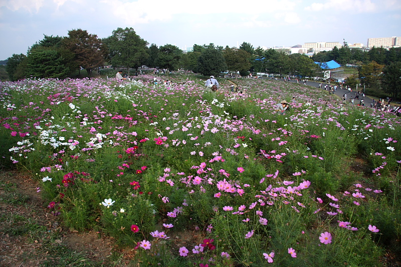 荒川に寄り添って - 2011年秋・秩父 -_b0190710_2394862.jpg