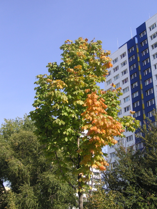 e0115312_4282314.jpg