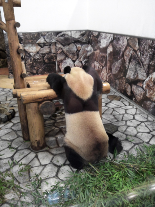 パンダ。_e0113121_1735339.jpg