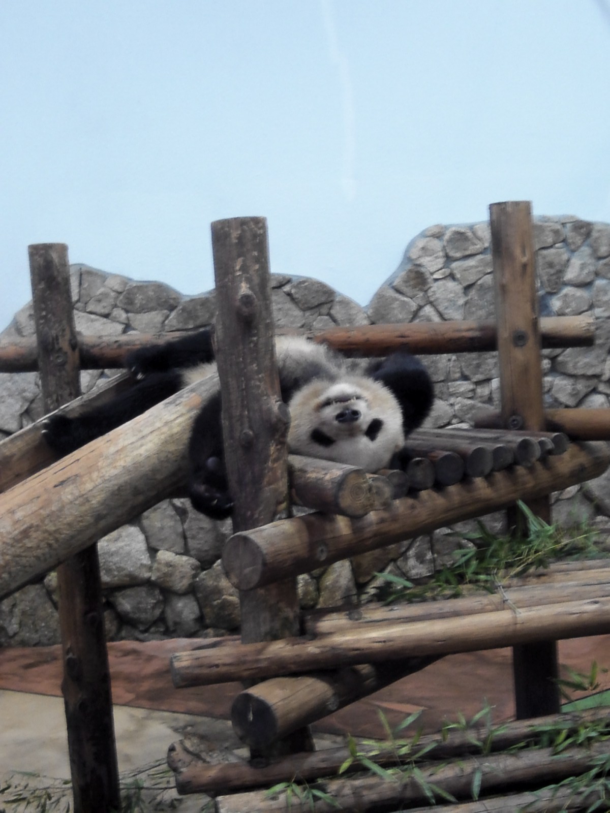 パンダ。_e0113121_17372294.jpg