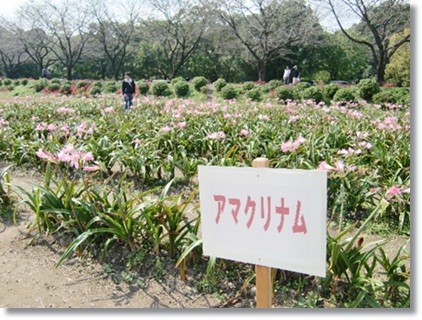 今年も曼珠沙華を観に行って来ました。_f0182121_13502572.jpg