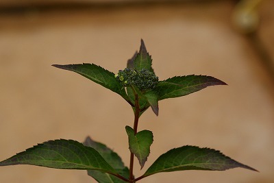 f0170524_18541343.jpg
