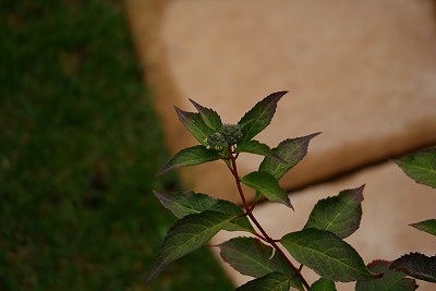 f0170524_18561044.jpg