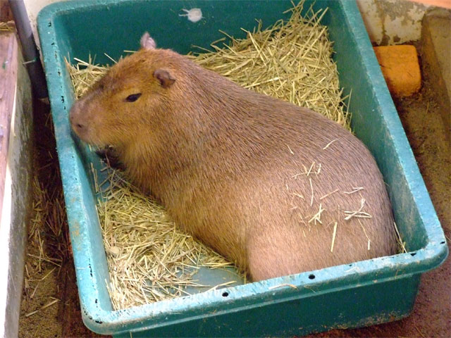もへ顔_a0179837_16165483.jpg