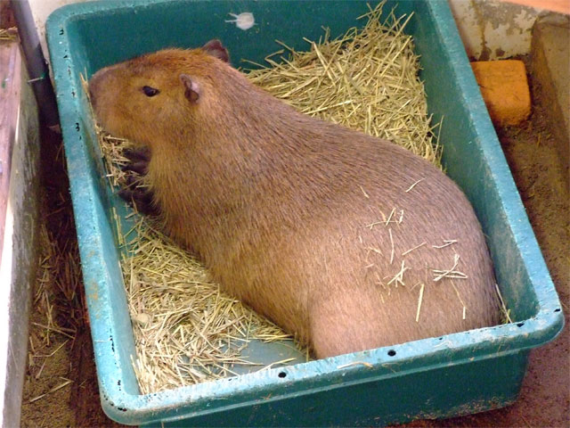 もへ顔_a0179837_1625238.jpg