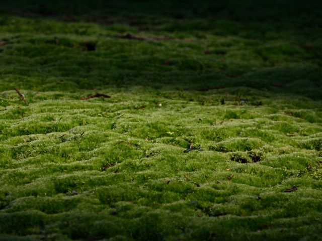 d0172537_2233759.jpg