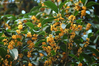 a0147539_0592656.jpg
