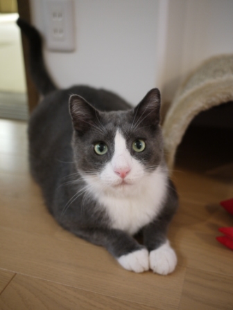 猫のお友だち カン太くん編。_a0143140_15244750.jpg