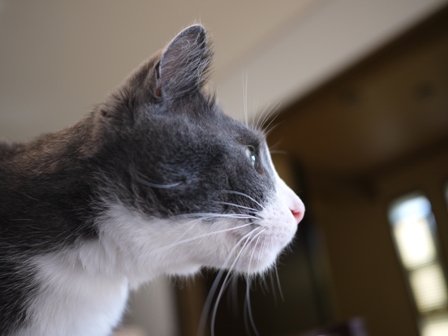 猫のお友だち カン太くん編。_a0143140_15324384.jpg