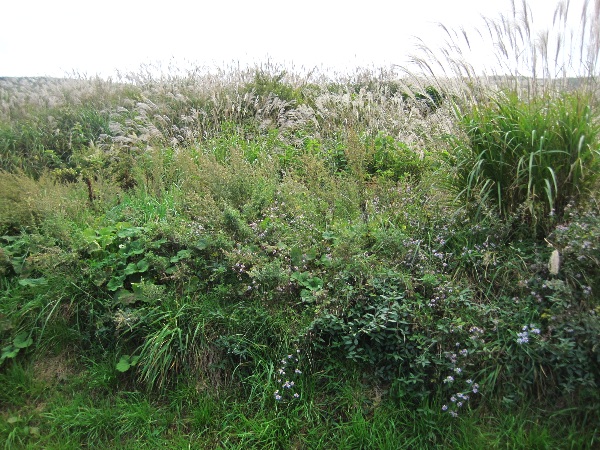 b0149340_13363777.jpg