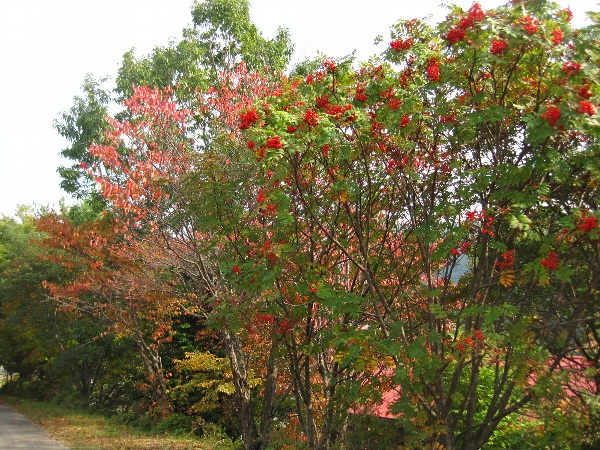 b0149340_1344455.jpg
