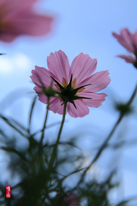 parks cosmos_c0187744_2372695.jpg