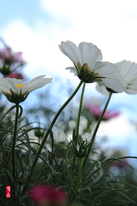 parks cosmos_c0187744_2375974.jpg