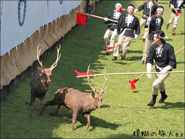 鹿を縄で捕獲する！ ～奈良の鹿の角きり（2） : 模糊の旅人