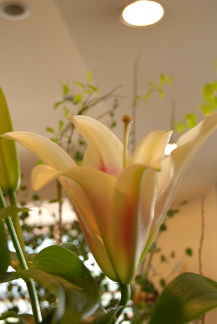 木花の花たち。_a0201358_1445562.jpg
