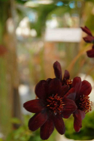 木花の花たち。_a0201358_14465211.jpg